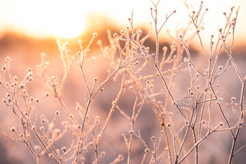  Frozen flowers on a meadow in sparkling frost. Artistic photo.