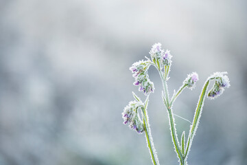 Frozen flowers in the garden on a frosty fresh autumn morning,