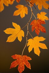 Naklejka premium Autumn Leaves