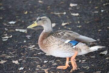 Ducks in park in Dublin