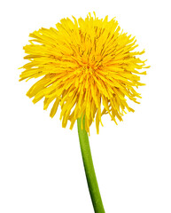 Yellow dandelion flower isolated on a white background. with clipping path. Closeup. For design. Nature.