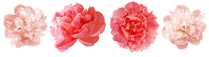 Set  flowers  pink peonies   on  isolated background.   Closeup..  For design.  Transparent background.