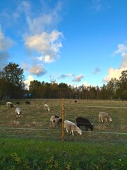 Fototapeta premium Sheeps in Finlands archipelago 