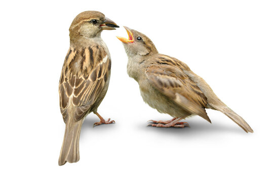 V&ouml;gel 150