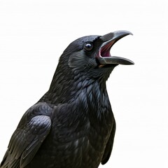 Fototapeta premium Black raven isolated on white background