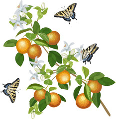 Illustration with oranges and butterflies.Branches with oranges and butterflies on a white background in a color illustration.