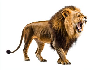 Fototapeta premium The images have been presented on a clean png background with a portrait of an Africa lion leo looking at the camera. The king hunter in the savanna has been isolated from its surroundings.