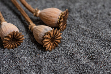 Poppy seeds with poppy heads close up