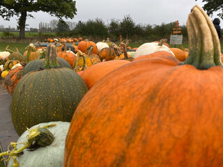 Pumpkins in the pumpkin patch