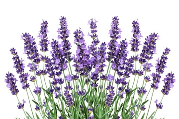Obraz premium Purple lavender flowers with green leaves on a white background