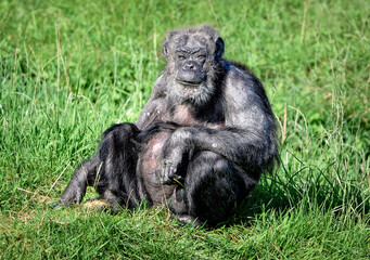 A close up of a very old Chimp (Chimpanzee)