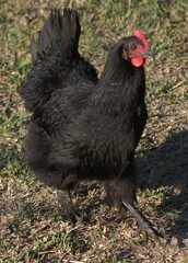 Among the birds that we can find in the state of Trujillo we can find roosters, chickens, we can find Toucans, we can find a variety of turkeys, generally domestic birds that are used for food.