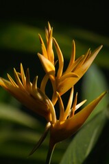 Obraz premium Colorful flowers in the mountains of Trujillo State. Wherever we go we will find a large number of flowers, many cultivated, others wild, a gift for our senses.