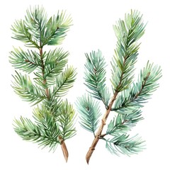 Fototapeta premium A branch of a pine tree adorned with pine cones set against a white background