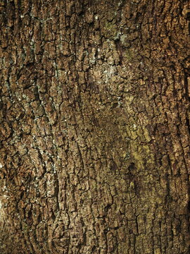 Textura de corteza de encina