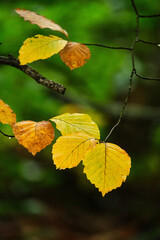 autumn leaves on the tree