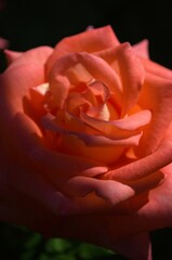 Colorful flowers in the mountains of Trujillo State.
Wherever we go we will find a large number of flowers, many cultivated, others wild, a gift for our senses.