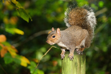 Grey Squirrel on post