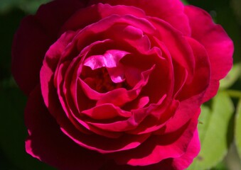 Colorful flowers in the mountains of Trujillo State.
Wherever we go we will find a large number of flowers, many cultivated, others wild, a gift for our senses.