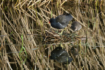 Moorhens on nest