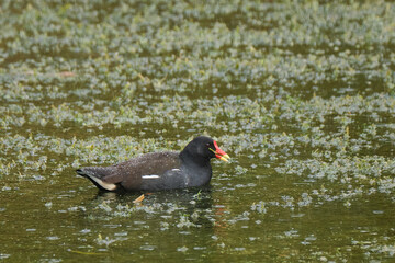 Moorhen in rain on pond
