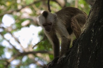 Among the animals that we can find in the State of Trujillo we can find the chiguire or capybara, and monkeys that jump happily from branch to branch amusing tourists.