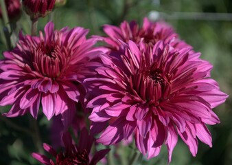 Obraz premium Colorful flowers in the mountains of Trujillo State. Wherever we go we will find a large number of flowers, many cultivated, others wild, a gift for our senses.