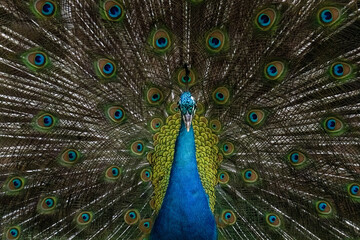 Obraz premium peacock with feathers