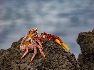 Closeup of a crab on the rocky shores of Ponta da Ferraia, São Miguel Island, Azores Islands, Portugal