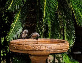 Blue bird in bath