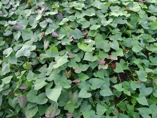 Thriving Sweet Potato Vines in a Lush Garden | Sweet Potato Vine Growing Guide