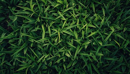 Fototapeta premium Aerial view of a field with green grass and colorful flowers