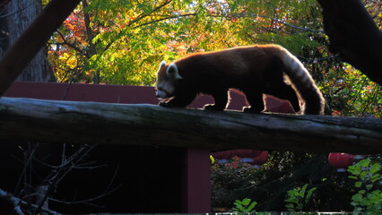 panda roux