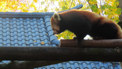 panda roux