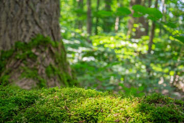green moss on a tree in the forest