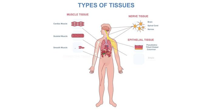 Types of tissues. Medical infographic or diagram with structure of organs and anatomy of human body. Moving banner with educational info. Nervous and muscle fiber. Cartoon flat animated graphics