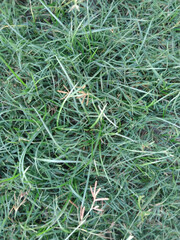 Healthy Green Lawn Grass | Lawn Care and Maintenance Tips for Lush Grass