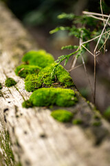 Moss growing on a railway sleeper shallow depth of field