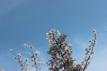 sakura sky