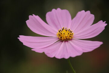 Obraz premium flour cosmos