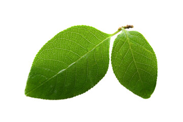 Leaf isolated on white background