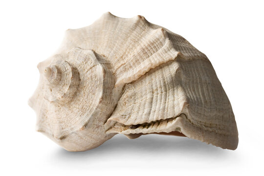 Seashell isolated on the white background