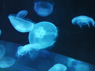 Jellyfish black screen