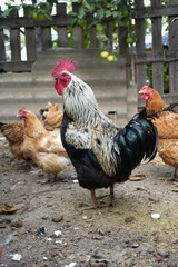 The image shows a rooster standing prominently in the foreground with several hens in the background. The rooster has a striking appearance with a red comb, white and black feathers