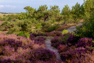 Landscape of purple flowers on the dunes, Flowering Calluna vulgaris (Heide, Heather or Ling) The sole species in the genus Calluna in the family of Ericaceae, Schoorl dune, Noord Holland, Netherlands