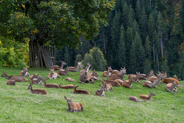 Rotwild Rudel am Waldrand 