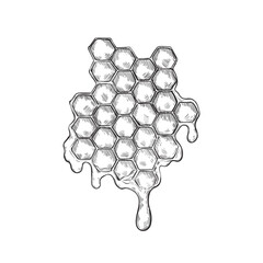 Honeycomb with large dripping drops of honey, honey products icon