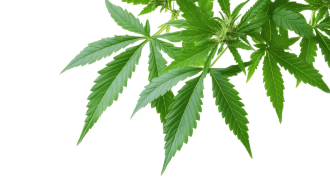 Green cannabis leaf isolated on white background, representing hemp and marijuana as a natural herb and medicinal plant