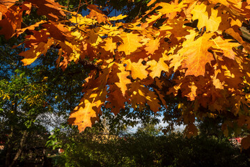 Autumn scenery with colorful tree leaves