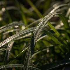 DEWDROPS IN THE DISCREET LIGHT - Morning moisture on the green leaves grass in the river valley